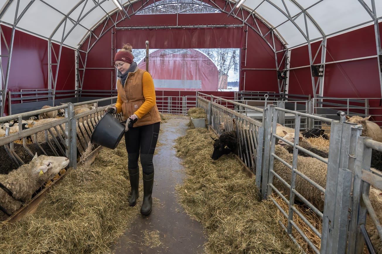 Viisi syytä valita kotimainen karitsa