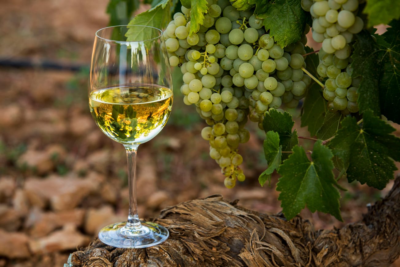 Kesäkeittiön herkkujen pariksi sopivat Viña Albali-viinit