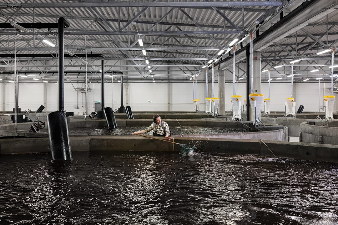 Happi on elinehto lohenkasvatuksessa